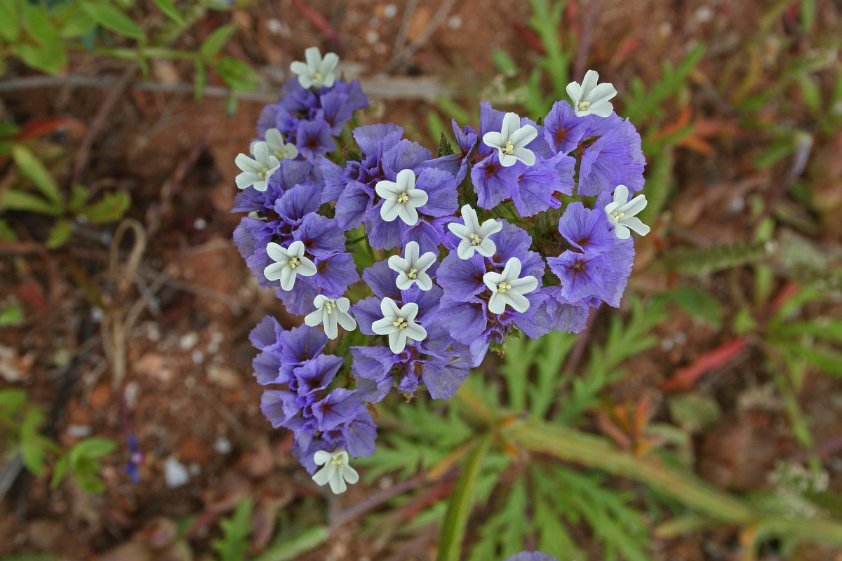 Limonium sinuatum